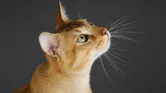 Chausie – hybridní královna s povahou plnou lásky a dobrodružství